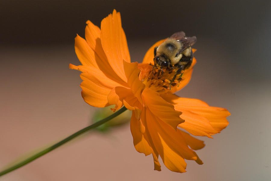 Flower Photograph - Spring Bee by Regenia Brabham