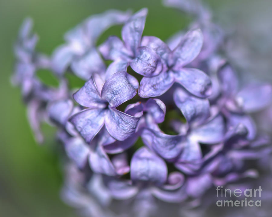 Spring Beginnings - Lilac Blooms Photograph by Kerri Farley