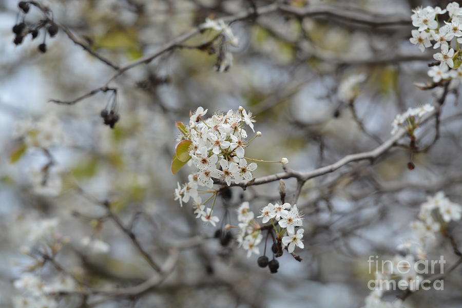 Spring Begins Photograph by Maria Urso