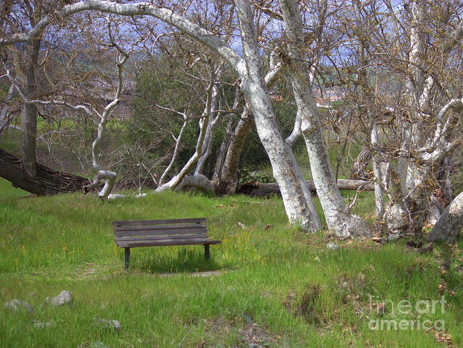 Spring Photograph - Spring Bench in Sycamore Grove Park by Carol Groenen