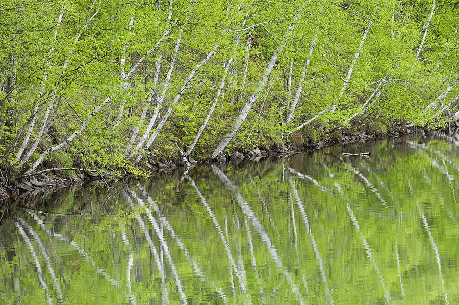 Spring Birch Reflections Photograph by Alan L Graham