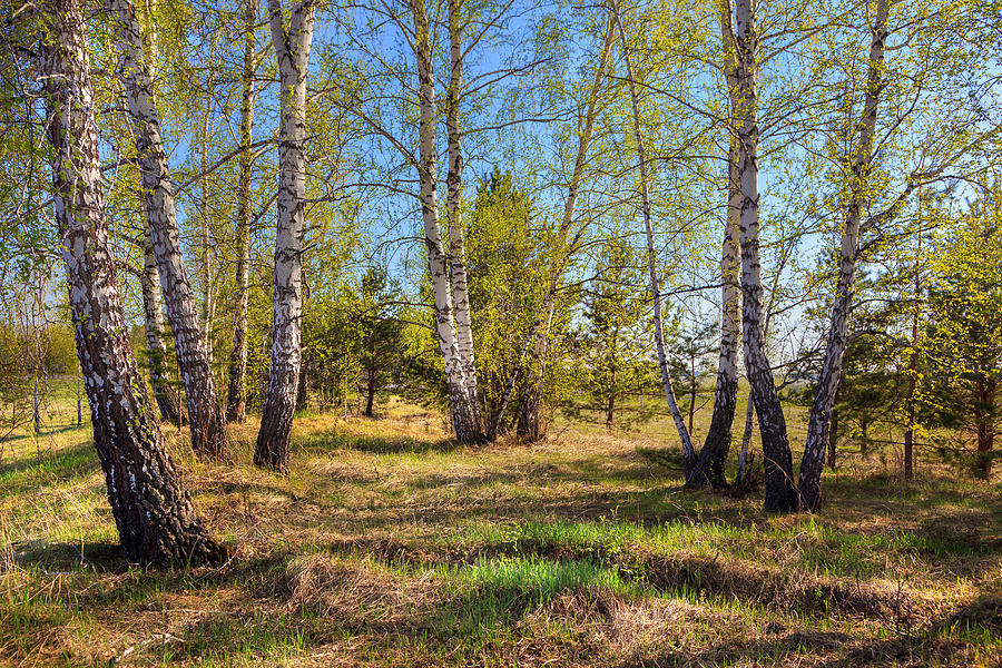 Spring Birch Trees Photograph by Victor Kovchin