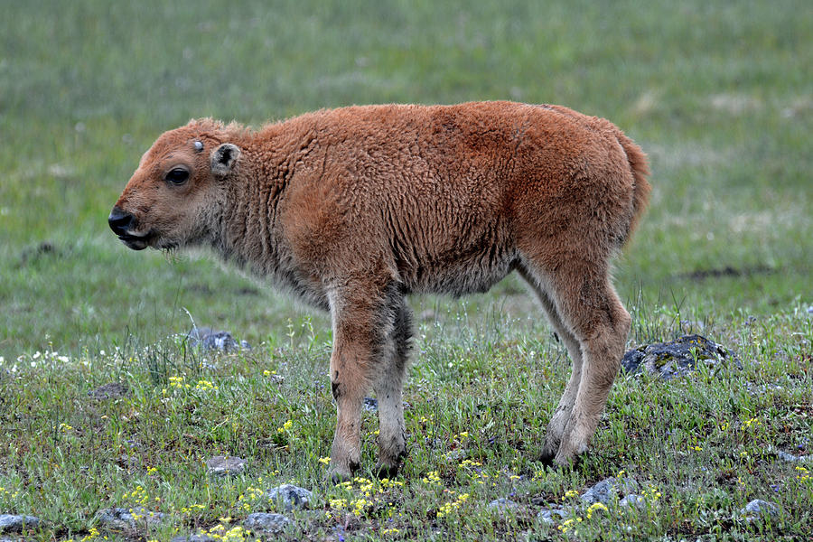 Spring Bison Calf and Flowers Photograph by Bruce Gourley