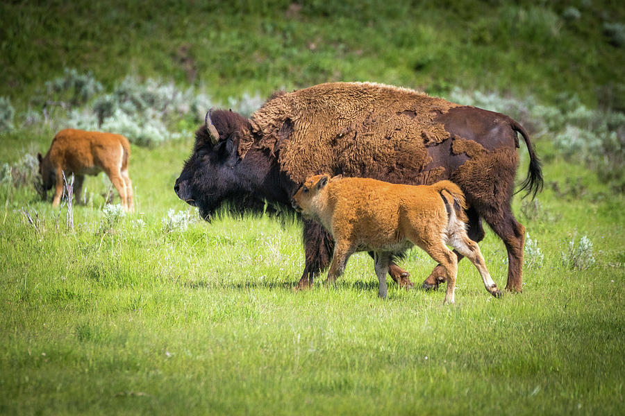 Spring  Bison Calves Photograph by Dana Foreman
