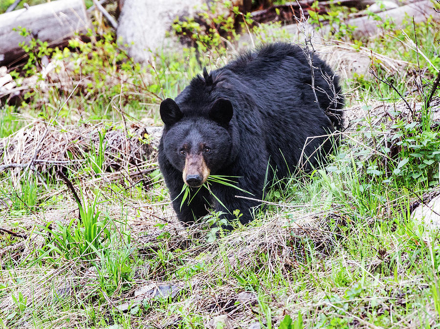 Spring Black Bear Photograph by John Gregg - Fine Art America