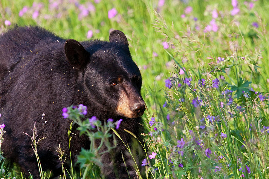 Spring Black Bear Photograph by Mark Miller