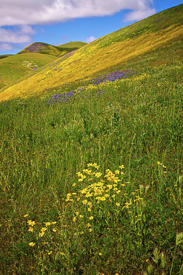 Spring Bliss on the Carrizo Superbloom 2017 Photograph by Lynn Bauer