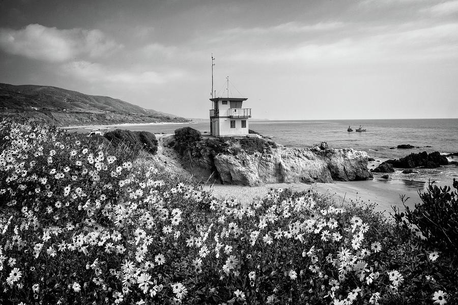 Spring Bloom at Leo Carrillo State Beach - BW Photograph by Lynn Bauer