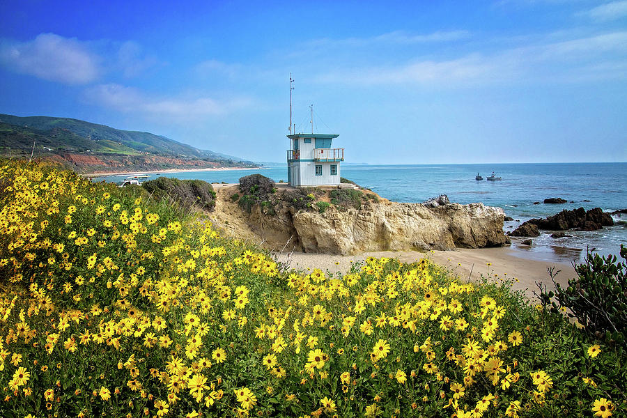 Spring Bloom at Leo Carrillo State Beach Photograph by Lynn Bauer