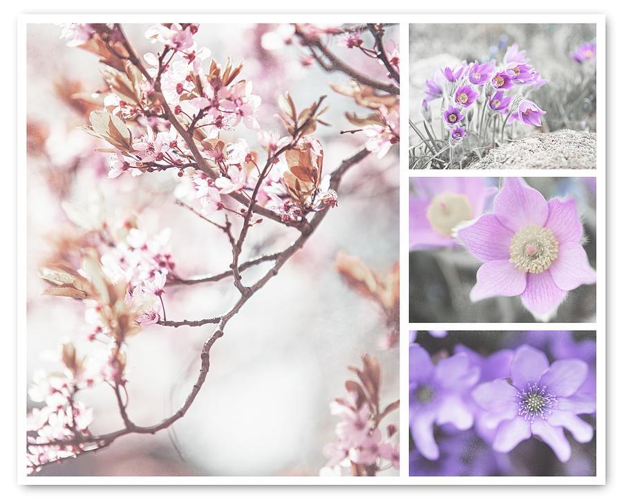 Spring Bloom Collage 1. Shabby Chic Collection Photograph by Jenny Rainbow