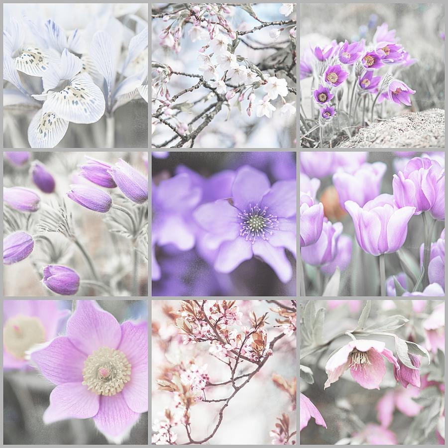 Spring Photograph - Spring Bloom Collage. Shabby Chic Collection by Jenny Rainbow