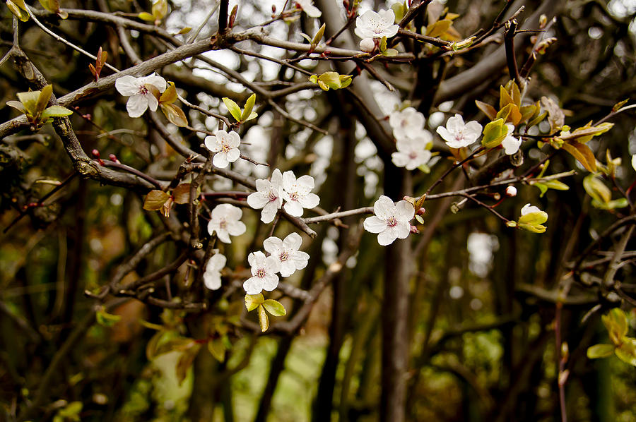 Spring bloom. Photograph by Elena Perelman