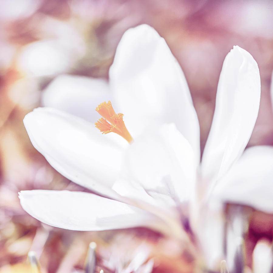 Spring Bloom Photograph by Jennifer Grossnickle