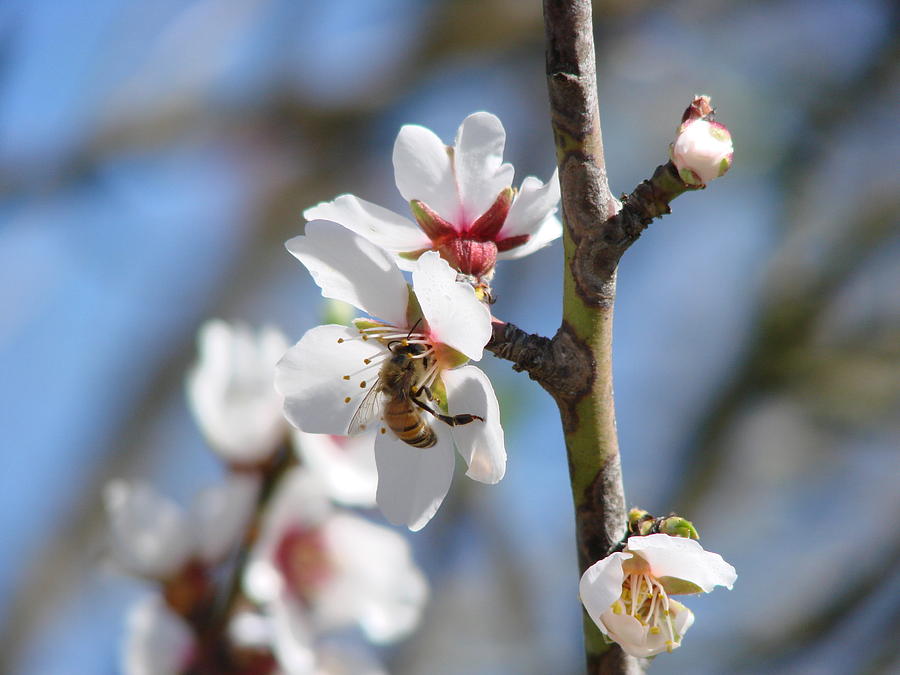 Spring Bloom Photograph by Liz Vernand