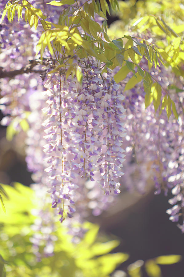 Spring Bloom of Wisteria Sinensis  Photograph by Jenny Rainbow