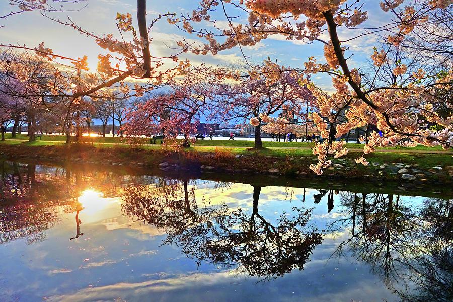 Spring Bloom on the Esplanade and Sunset Reflection Photograph by Toby McGuire