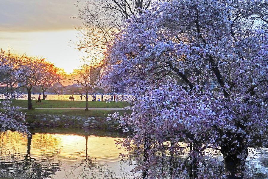 Spring Bloom on the Esplanade and Sunset Photograph by Toby McGuire