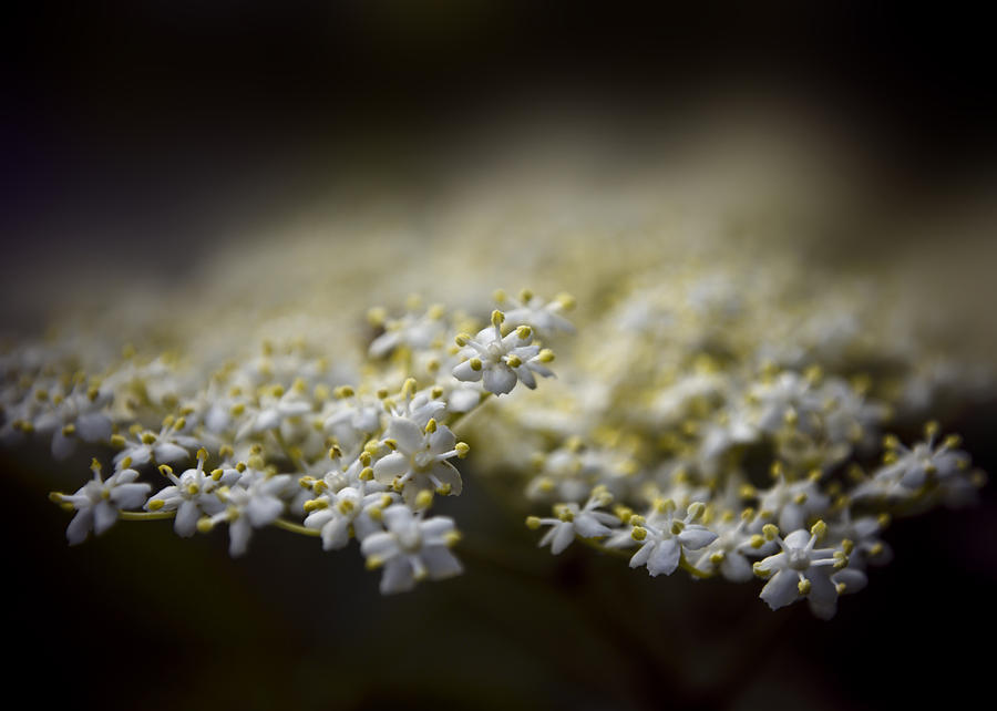 Flower Photograph - Spring Bloom by Svetlana Sewell