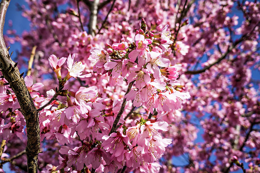 Spring Bloom Tree With Pink Flowers Photograph by Alex Grichenko