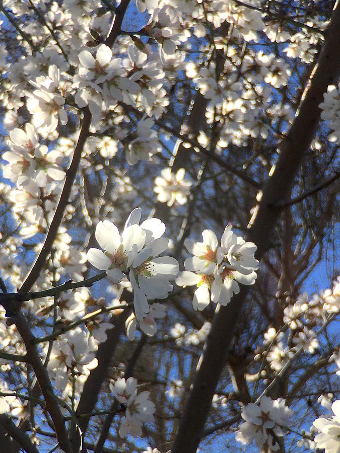 Spring Blooming 2 Photograph by Masha Batkova