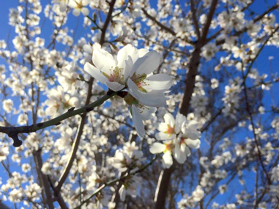 Spring Blooming 3 Photograph by Masha Batkova