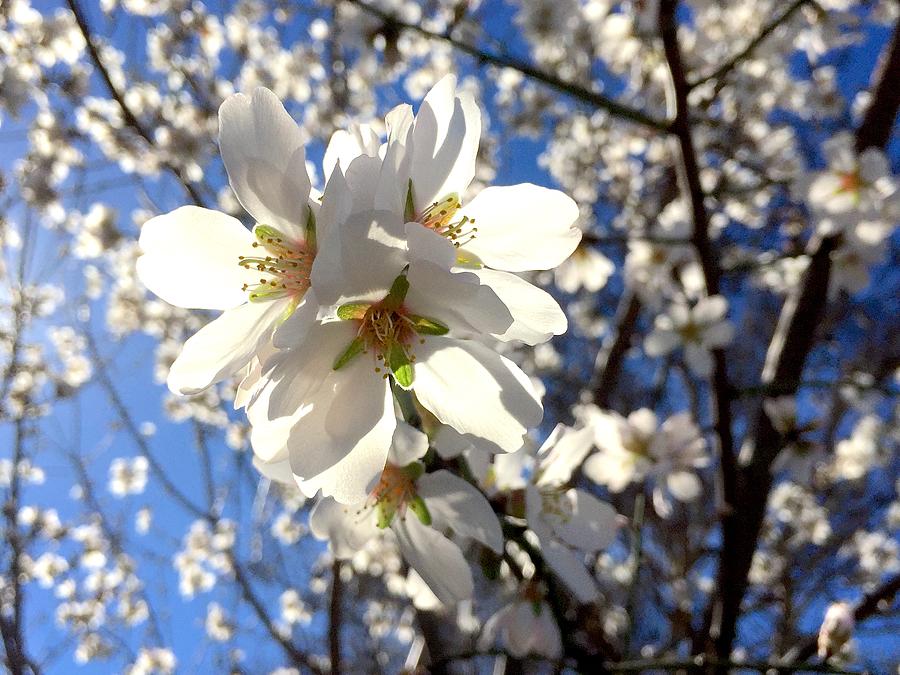 Spring Blooming 4 Photograph by Masha Batkova