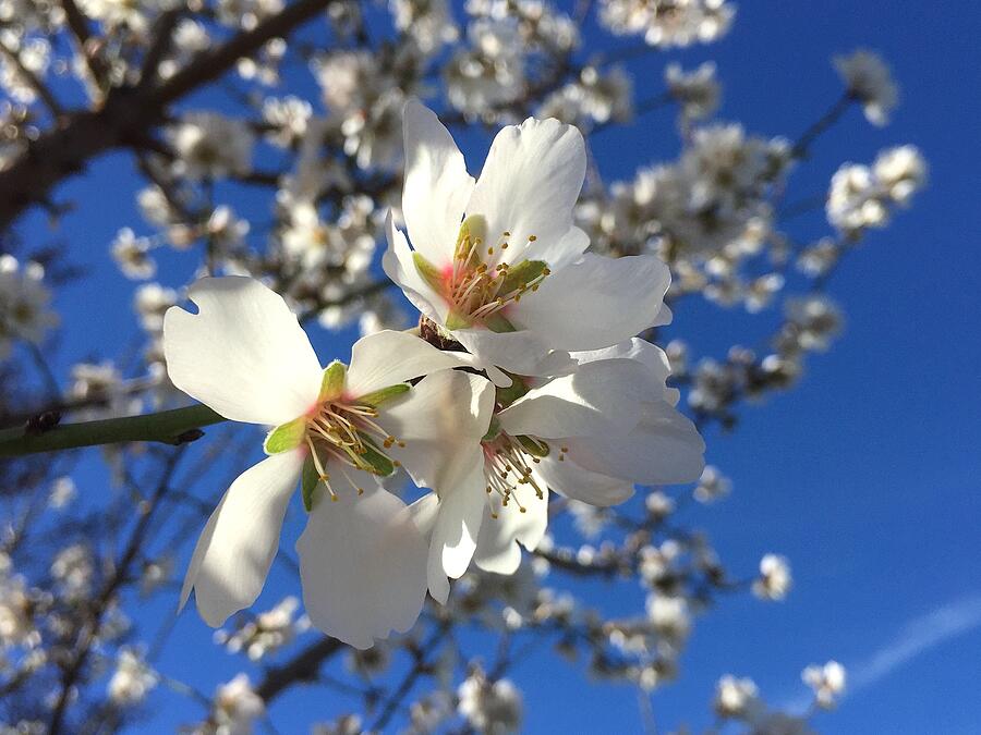 Spring Blooming 6 Photograph by Masha Batkova