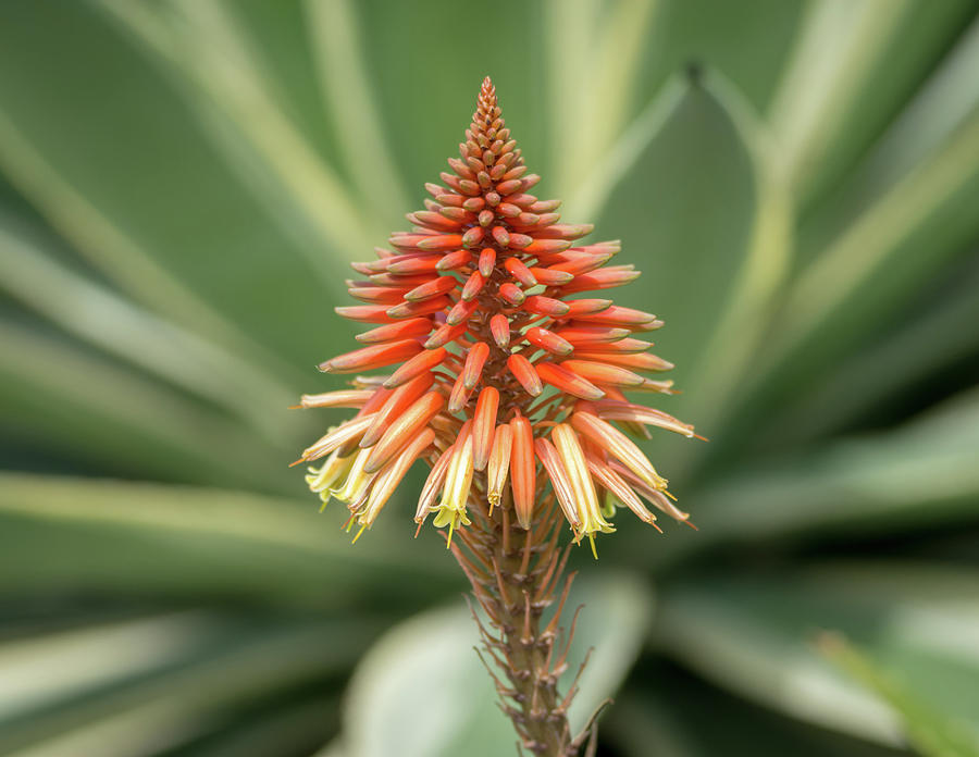 Spring Blooming Aloe Vera Photograph by Debra Martz