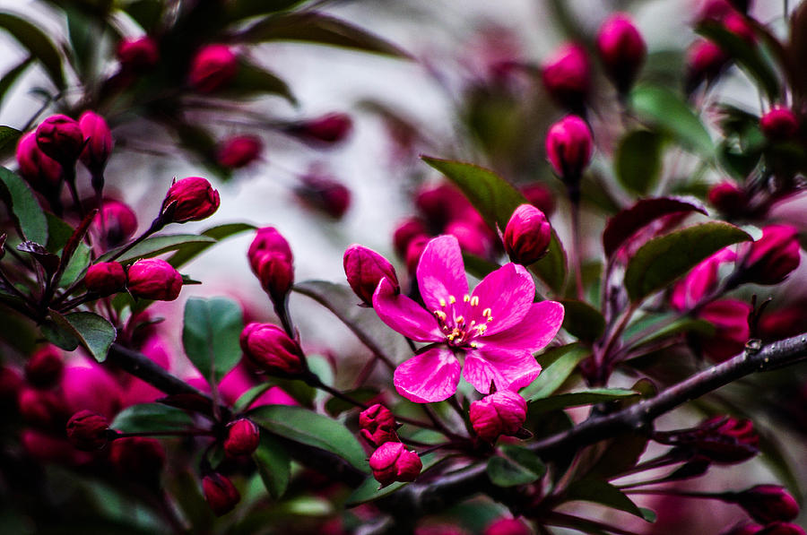 Spring blooming Photograph by Gerald Kloss