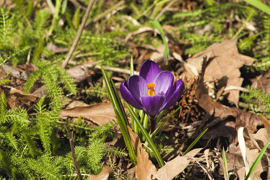 Spring Blooming Purple Crocus Photograph by Kathy Clark