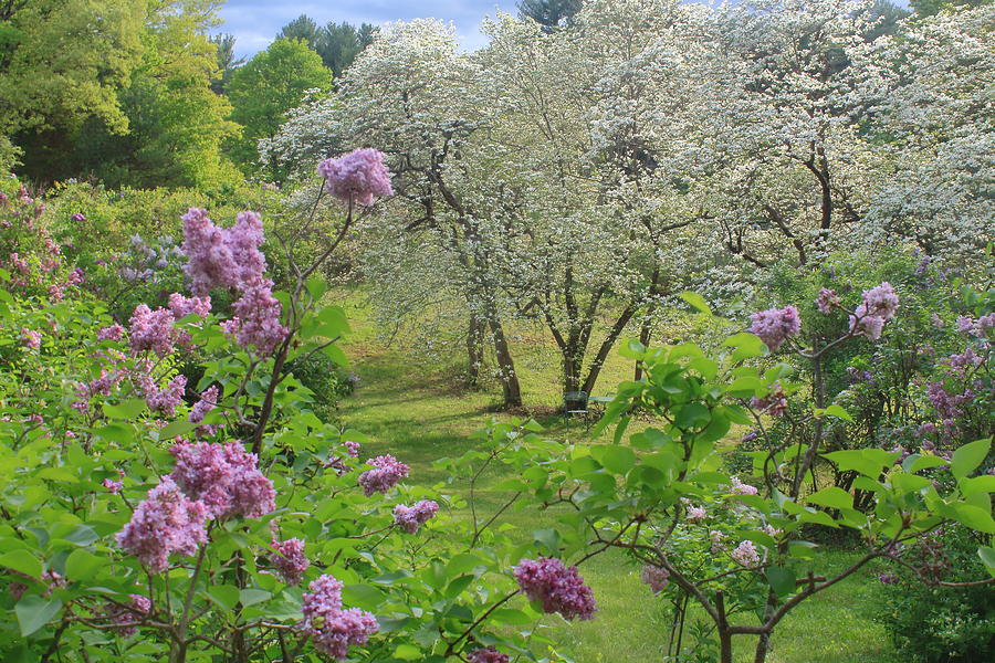 Spring Blooms at Lilac Land  Photograph by John Burk