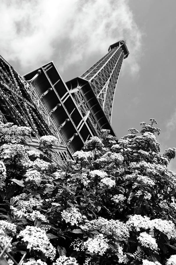 Spring Blooms Beneath the Eiffel Tower Paris France Black and White Photograph by Shawn OBrien