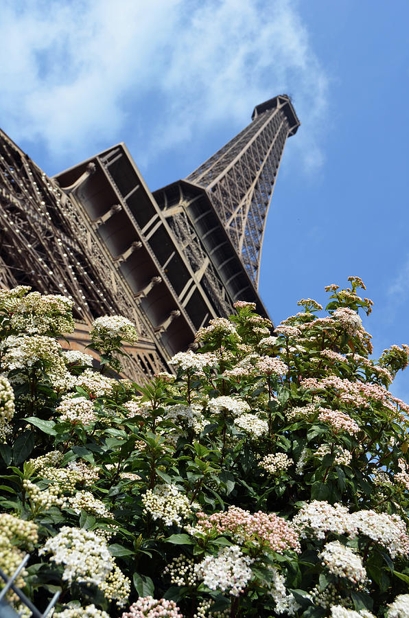 Spring Blooms Beneath the Eiffel Tower Paris France Photograph by Shawn OBrien