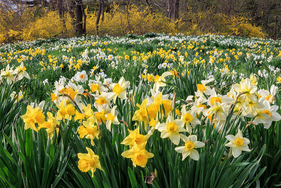 Daffodil Photograph - Spring Blooms by Bill Wakeley