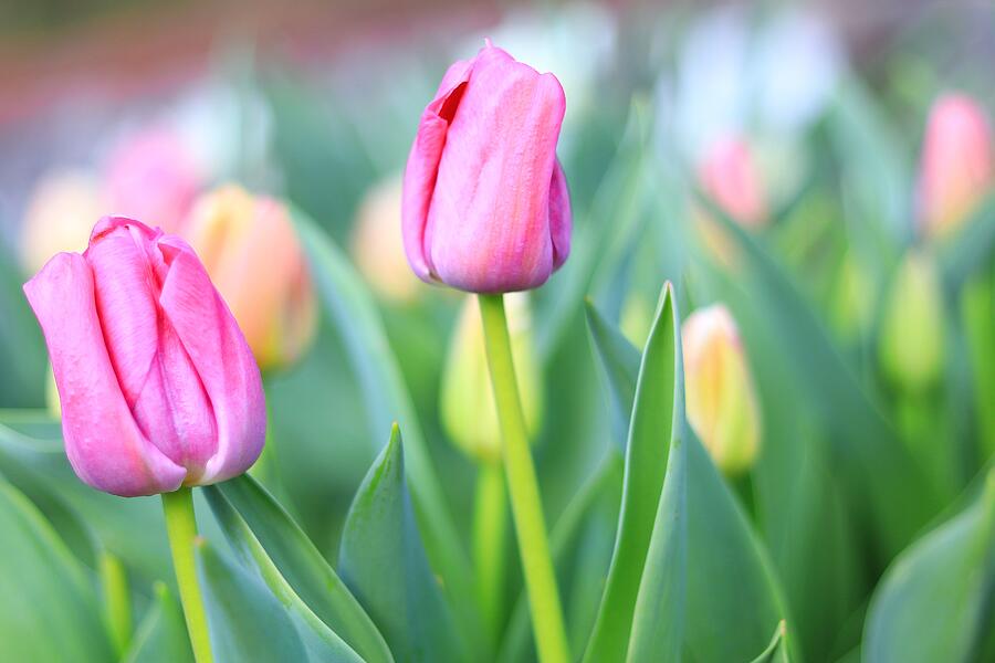 Spring Blooms Photograph by Carol Montoya