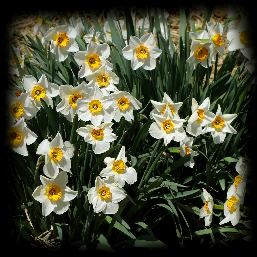 Spring Blooms Daffodils Yellow and White - photography Photograph by Ann Powell