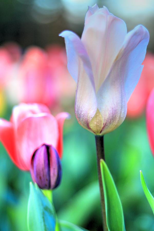 Spring Blooms II Photograph by Carol Montoya