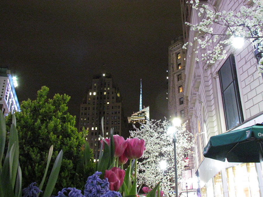 Spring blooms in Time Square Photograph by East Coast Angel