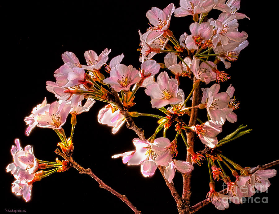 Spring Blooms Photograph