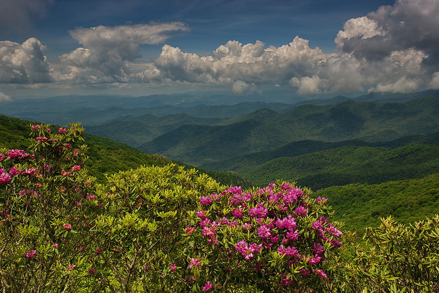 Spring Blooms On The Blue Ridge Parkway Photograph by Reid Northrup