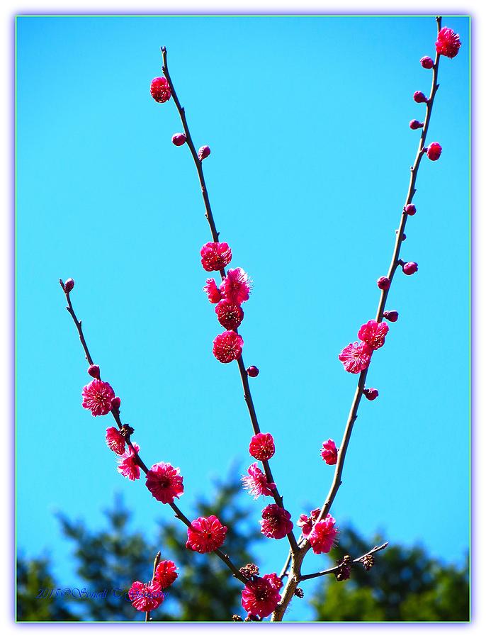 Spring Blooms Photograph by Sonali Gangane