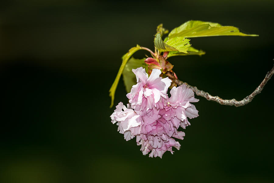 Nature Photograph - Spring Blosom by John Crookes