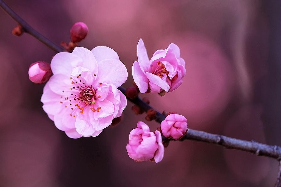 Spring Blossom and buds Photograph by Vanessa Thomas