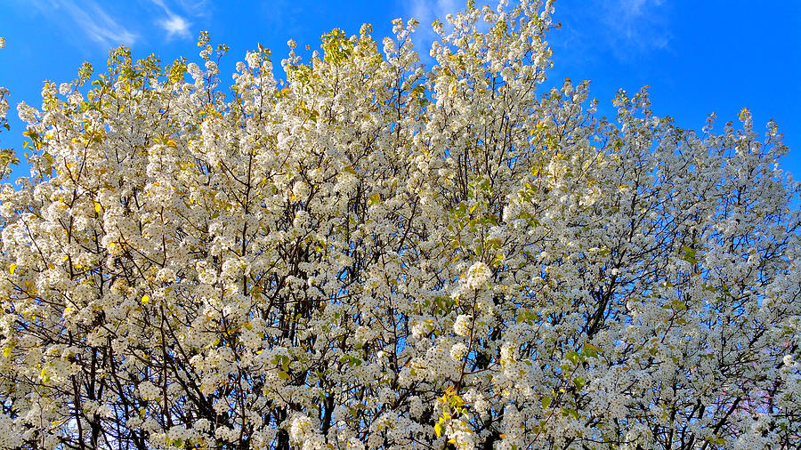 Spring Photograph - Spring Blossom-Apr 2015-1 by Srinivasan Venkatarajan