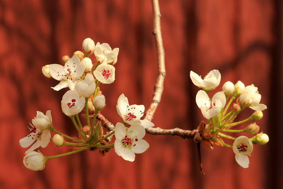 Spring Photograph - Spring Blossom Branch by Diane Zucker