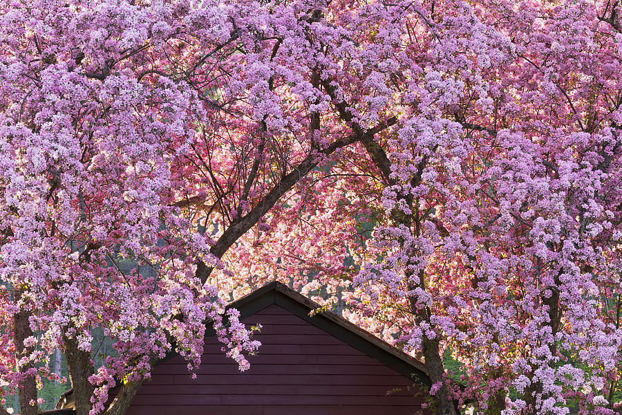 Spring Blossom Canopy Photograph by Alan L Graham