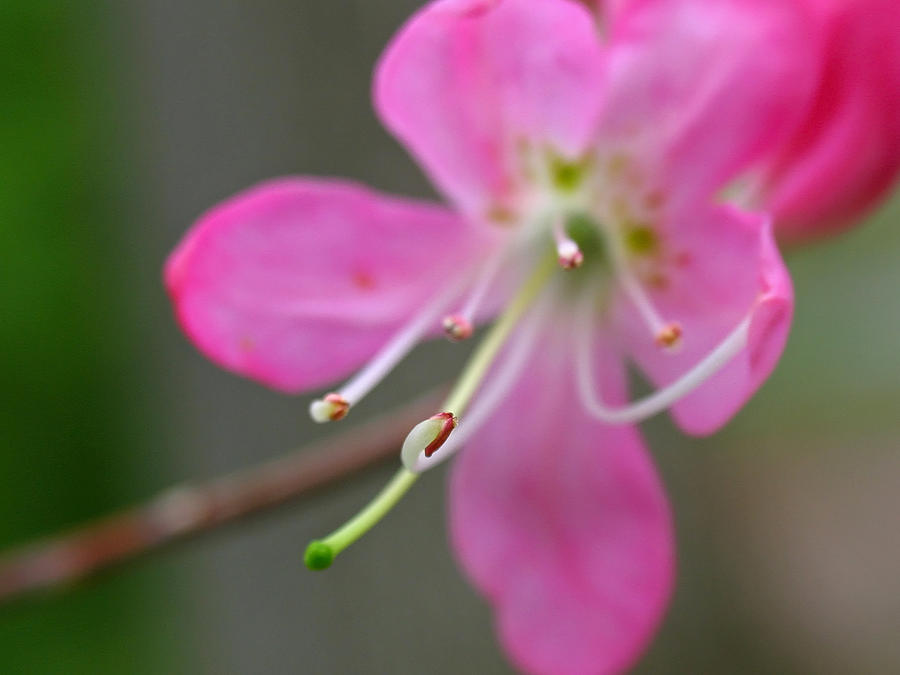 Flower Photograph - Spring Blossom Close Up by Juergen Roth