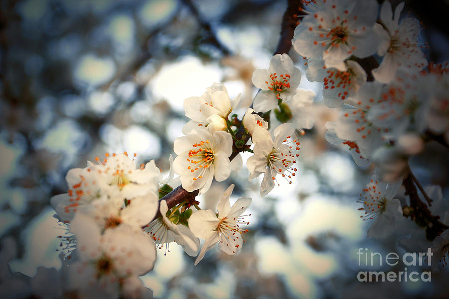 Spring blossom Photograph by Dimitar Hristov