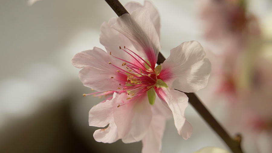 Spring Blossom Photograph by Elena Perelman