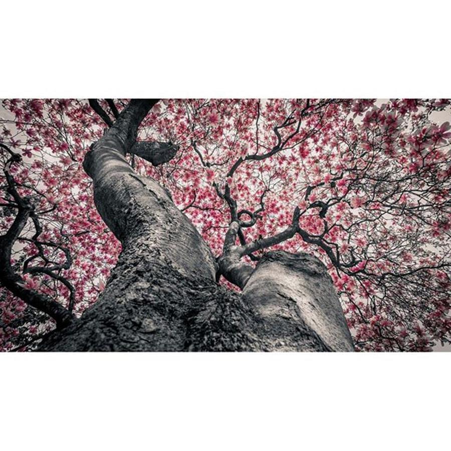Spring Photograph - #spring #blossom #flowers #tagsforlikes by Jeffrey Groneberg